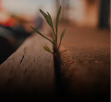 Projetos em estruturação